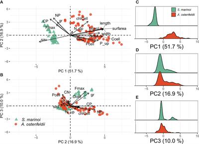 Intraspecific Trait Variability of a Diatom and a Dinoflagellate Along a Salinity Gradient